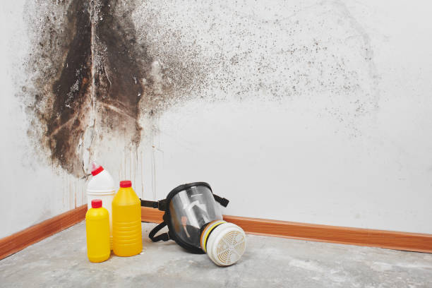 Best Crawl Space Mold Removal  in Lake Shore, MN