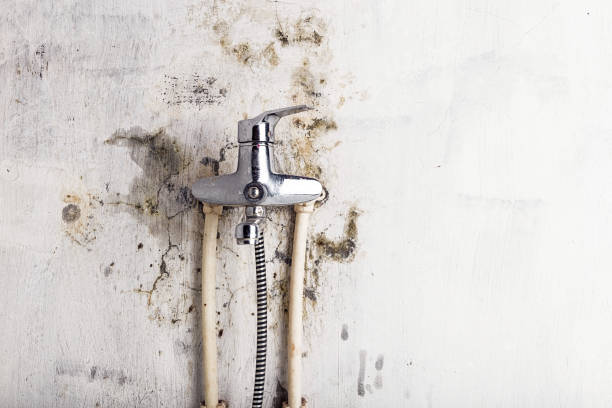 Lake Shore, MN Mold Removal Company