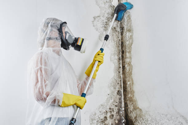 Mold Testing and Removal in Lake Shore, MN