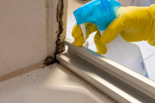Best Mold Removal Near Me  in Lake Shore, MN