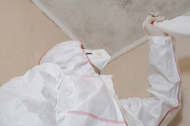 Best Mold Remediation Services  in Lake Shore, MN