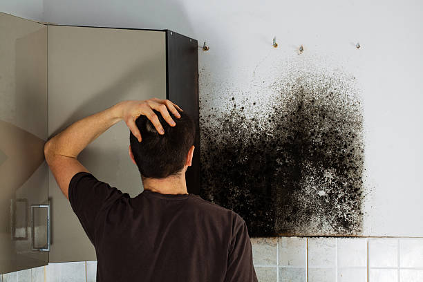 Best Certified Mold Removal  in Lake Shore, MN