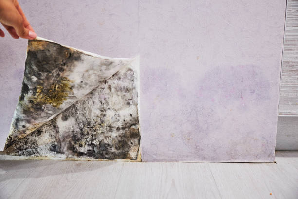 Best Local Mold Removal Service  in Lake Shore, MN